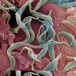 Helminths