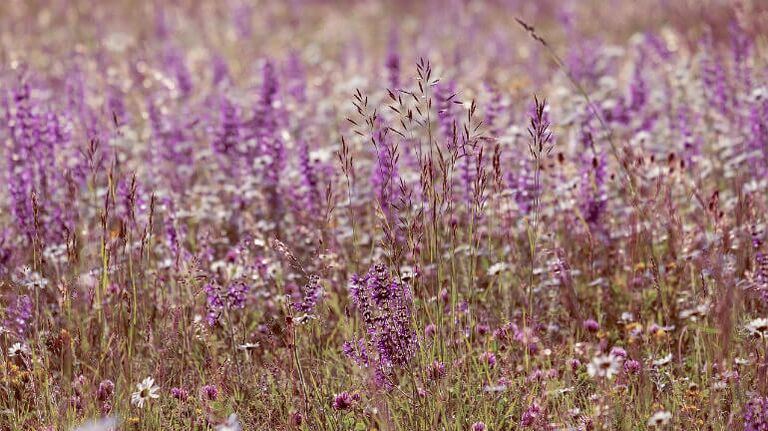 Sage from parasites