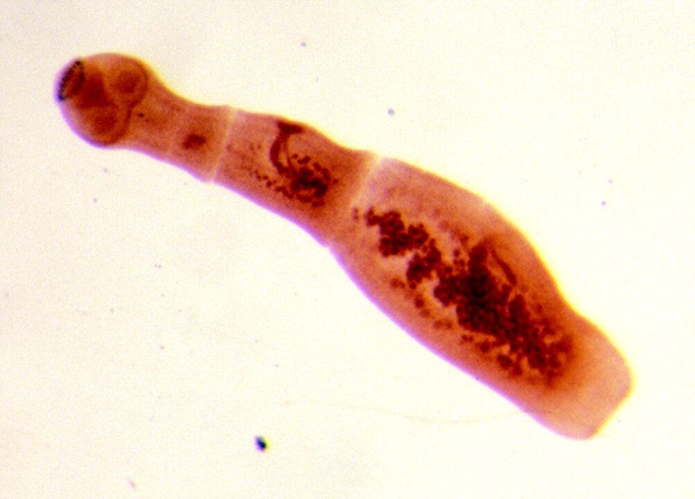 exinococcus
